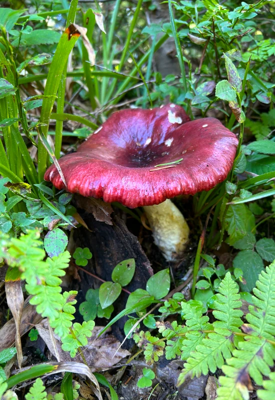 Roter Pilz umgeben von grünem Gras und Pflanzen.