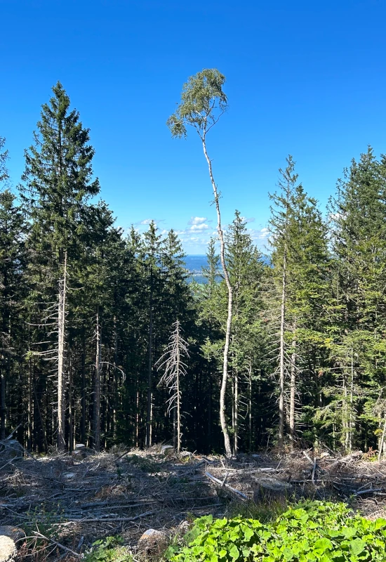 Ein einzelner Baum überragt einen Wald unter blauem Himmel.