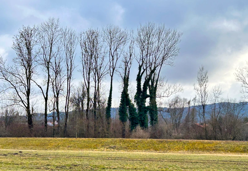 Hohe Bäume mit Laub und bewachsenen Stämmen unter bewölktem Himmel.
