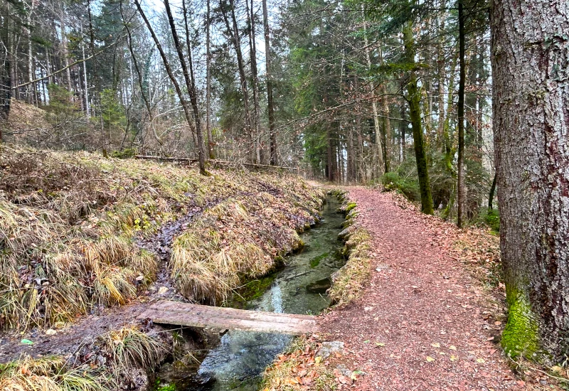 Waldweg mit Bach und Holzbrücke, umgeben von Bäumen.