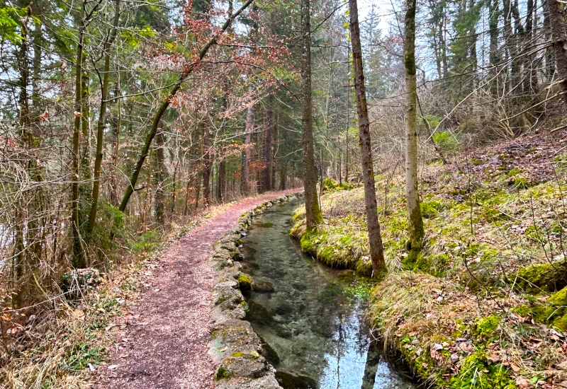 Waldweg entlang eines klaren Baches mit Bäumen.