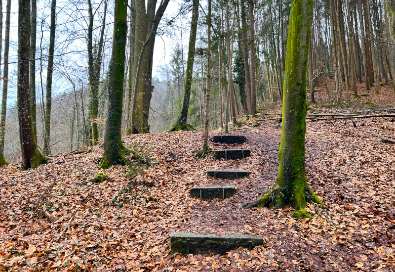 Steinerne Stufen im Wald, umgeben von Laub und Bäumen.
